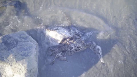 Lockdown Shot Of Sea Waves Splashing On Dead Bird At Beach - UT, 
Salt Lake Stock Footage 282322798