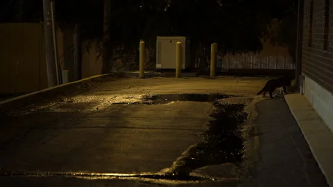 Lockdown Shot Of Stray Cat By Puddle In Alley At Night - Kansas City, Missouri Stock Footage 243971493