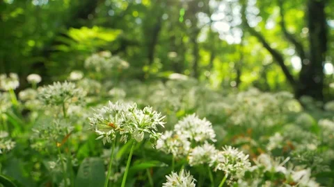 Lockdown Shot Of White Flowers Growing In Forest Stock Footage 79656394