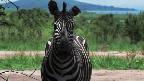 Lockdown Slow Motion Portrait Of Zebra In Forest On Sunny Day - Gisakura, Rwanda Stock Footage 278545915