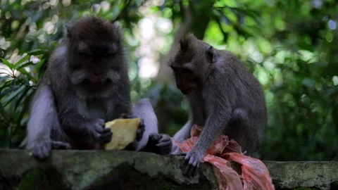 Lockdown Slow Motion Shot Of Monkeys Eat... | Stock Video | Pond5
