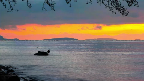 Lockdown Time Lapse Idyllic Shot Of Sea Bird Standing Over Sea Against Sky Stock Footage 160321339