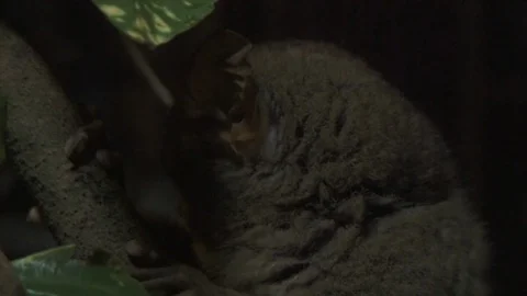 Lockdown View Of Philippine Tarsier Bahol, Philippines Stock Footage 92631174