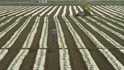 Lockdown, Wide Shot, 10 Seconds Or Greater, Field, Agriculture, Outdoors, Day, Stock Footage 95824076