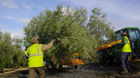 Lockdown, Wide Shot, 30 Seconds Or Greater, Working, Manual Worker, Agriculture, Stock Footage 95821534