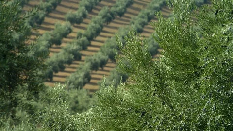 Lockdown, Wide Shot, Rack Focus, 10 Seconds Or Greater, Leaf, Branch, Non Urban Stock Footage 95823271