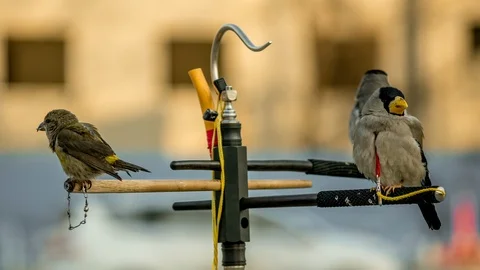 Locked bird 1080P 動画素材 115125207