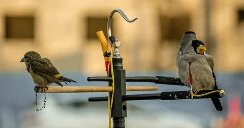 Locked bird 4K Stock Footage 115125534