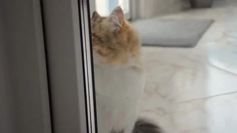Locked cat behind closed transparent glass door meows and ask to come into home Stock Footage 188559508