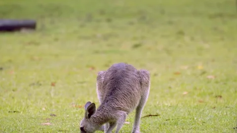 Locked-off close-up of a young kangaroo scratching its head, then bowing down Stock Footage 299815199