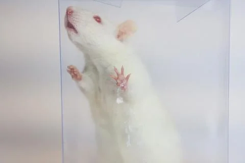 Locked up concept. white mouse in a plastic Stock Photos