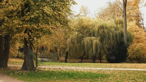Locked down real time shot of autumn trees in the English garden of Munich. The Stock Footage 117057452