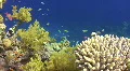 Locked down shot of coral reef HD Footage