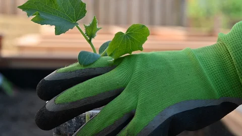 Locked down shot of a hand picking up a cucumber seedling in the sunny garden Stock Footage 128055765