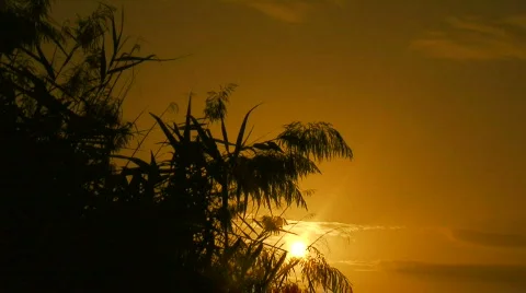 Locked down shot of marsh reeds at sunset 3 Stock Footage 286519