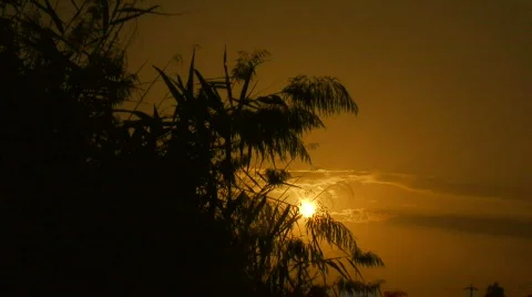 Locked down shot of marsh reeds at sunset 2 Stock Footage 286560