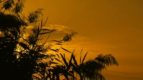 Locked down shot of marsh reeds at sunset 1 Stock Footage 286607