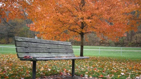 Locked down shot of a park bench in autumn near park Stock Footage 97766001