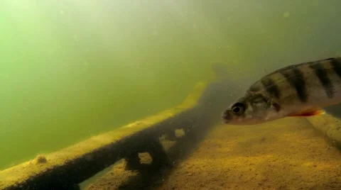 Locked-down shot of a shipwreck deck with a perch swimming past the camera Stock Footage 55378042