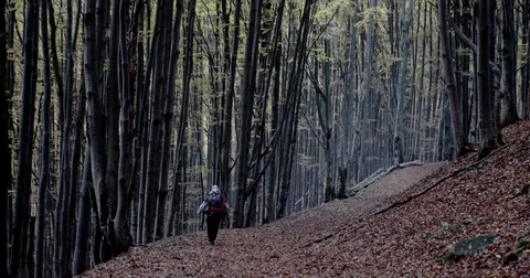 Locked Down View of a Hiker Walking on a Forest Trail With Hundreds of Red Video stock 71269095