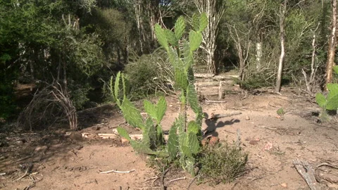 Locked off mid shot of a cactus Stock Footage 310540351