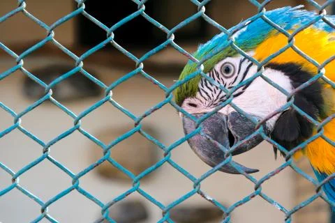 Locked parrot Stock Photos