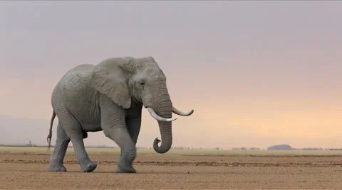 Locked off shot of an elephant Stock Footage 44808725