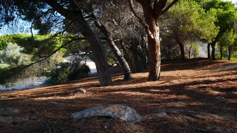 Locked shot of a hand throwing a cigarette to the ground in a pine trees 動画素材 113422173