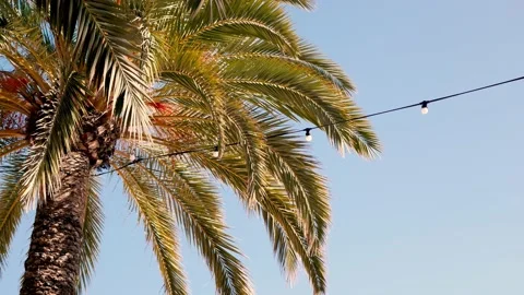 Locked Shot Of Palm Trees With Light Bulbs Hanging Video stock 170419573
