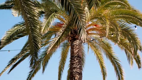 Locked Shot Of Palm Trees With Light Bulbs Hanging Stock Footage 170419629