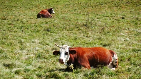 Locked shot of two cows resting in the grass Video stock 152733690