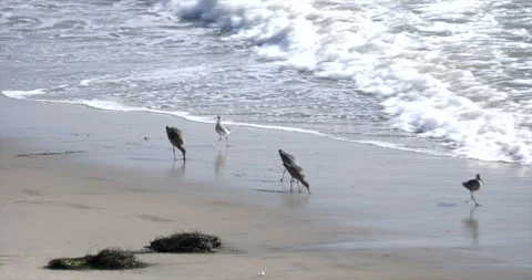 Locked Off Static Seagulls on a Beach Los Angeles Stock Footage 250126156