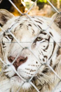 Locked tiger Stock Photos