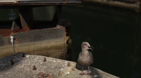 Locks Closing Stock Footage 42308630