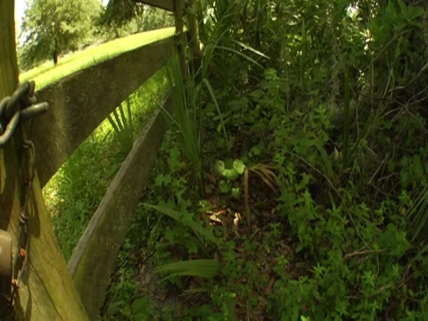 Locks on a gate Stock Footage 8701097