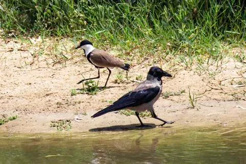 In lockstep - Crow and lapwing stepping simultaneosly 写真素材