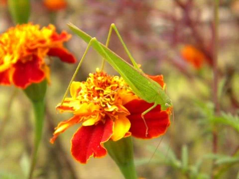 The Locus insects Foto stock