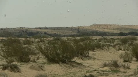 Locust 1 Stockbeeldmateriaal 21940528