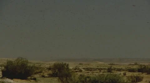 Locust 2 Stockbeeldmateriaal 21939861