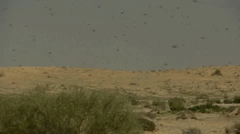 Locust 3 Stockbeeldmateriaal 21979071