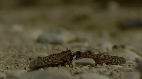 Locust 5 스톡 동영상 21999344