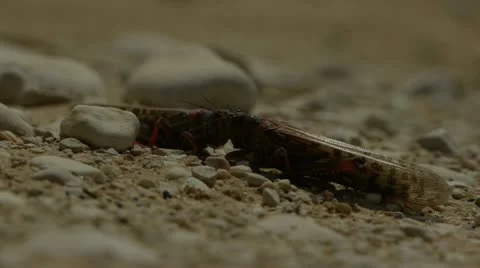 Locust 6 Stock Footage 21999371