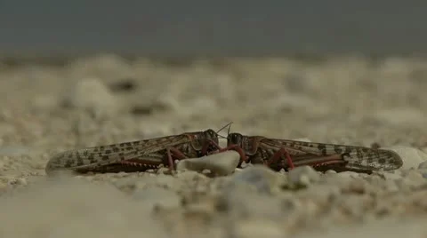 Locust 8 스톡 동영상 22002705