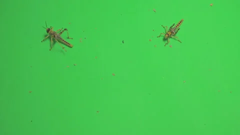 Locust B on Green Screen Chroma Key Pt1 of 15 Stock Footage 241400516