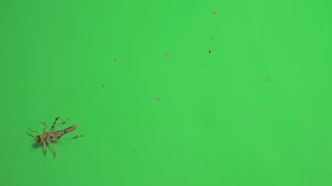 Locust B on Green Screen Chroma Key Pt3 of 15 Stock Footage 241401056
