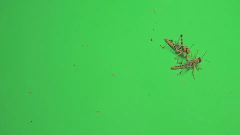 Locust B on Green Screen Chroma Key Pt2 of 15 Stock Footage 241401521