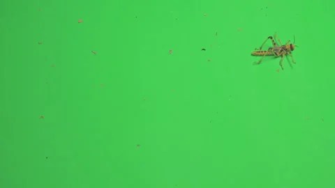 Locust B on Green Screen Chroma Key Pt4 of 15 Stock Footage 241401536