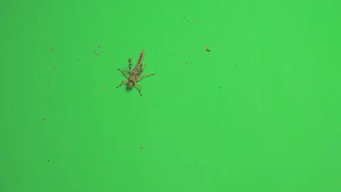 Locust B on Green Screen Chroma Key Pt6 of 15 Stock Footage 241404242