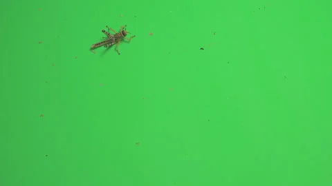 Locust B on Green Screen Chroma Key Pt5 of 15 Stock Footage 241405363