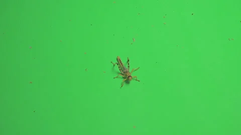 Locust B on Green Screen Chroma Key Pt8 of 15 Stock Footage 241406475